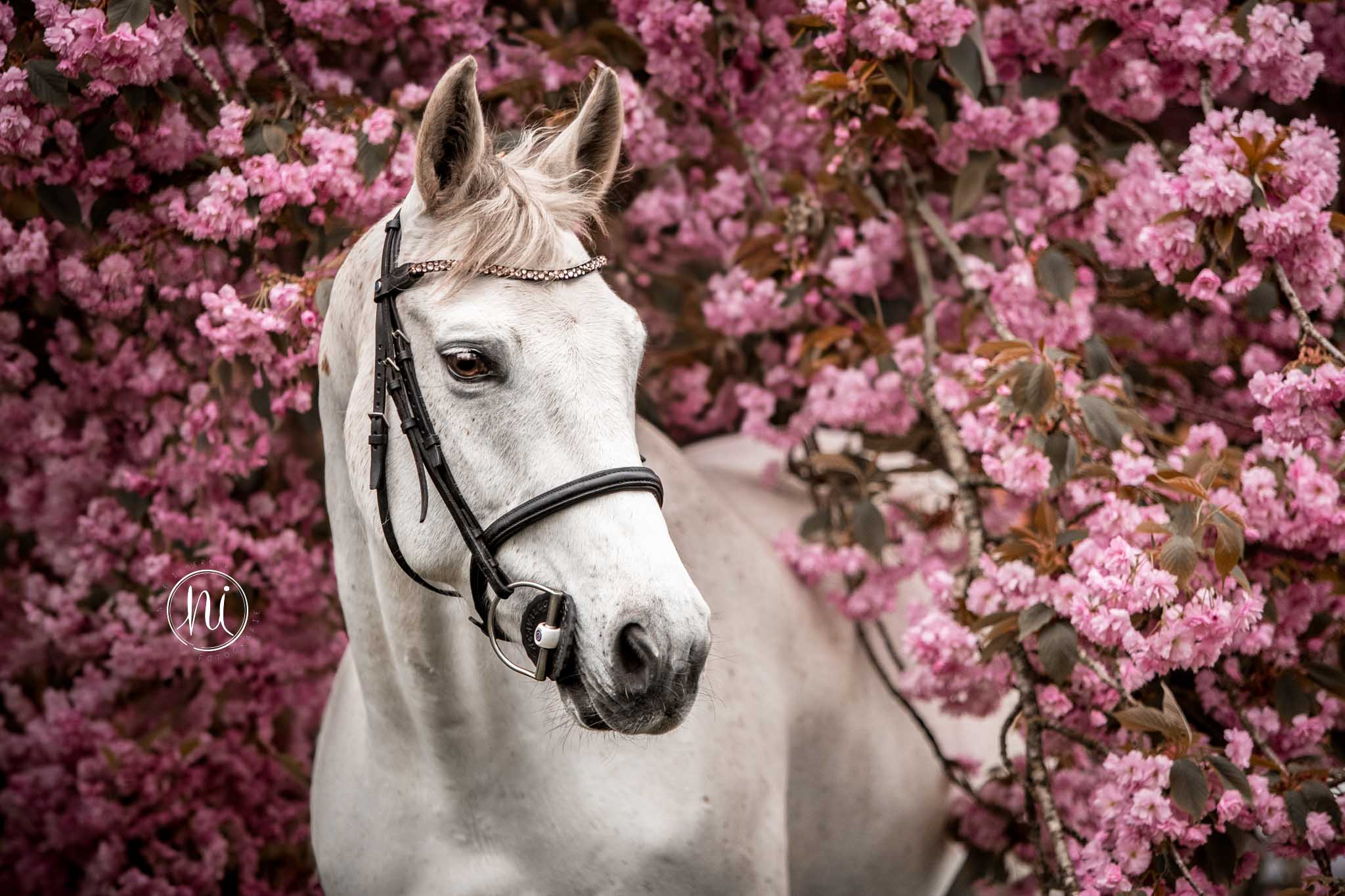 Nele Isberner Pferdefotografie